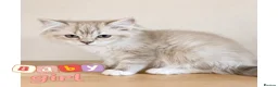 Ragdoll cats for sale: Ragdoll & Ragdoll cross kittens - Advert 1