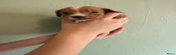 Mixed Breed dogs for sale: Sproodle puppies  - Advert 24