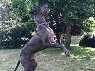Great Dane dogs in Maidstone - Advert 1