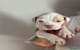 Mixed Breed dogs for sale: Olde English bulldog/ American bulldog - Image 8