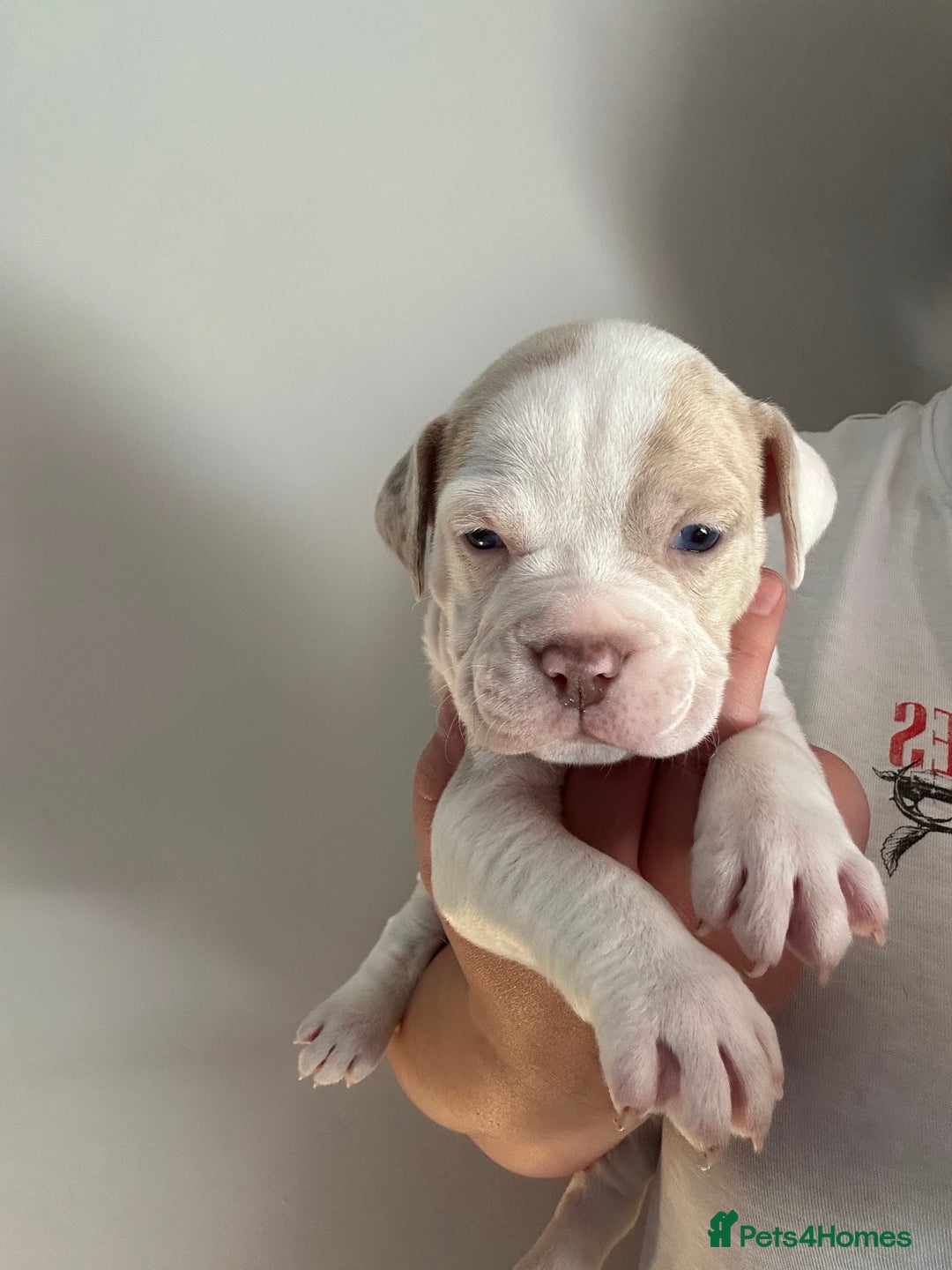 Mixed Breed dogs for sale: Olde English bulldog/ American bulldog - Image 8