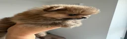 Pomeranian dogs for sale: Royal Kennel Club reg show Pomeranian puppies - Advert 8