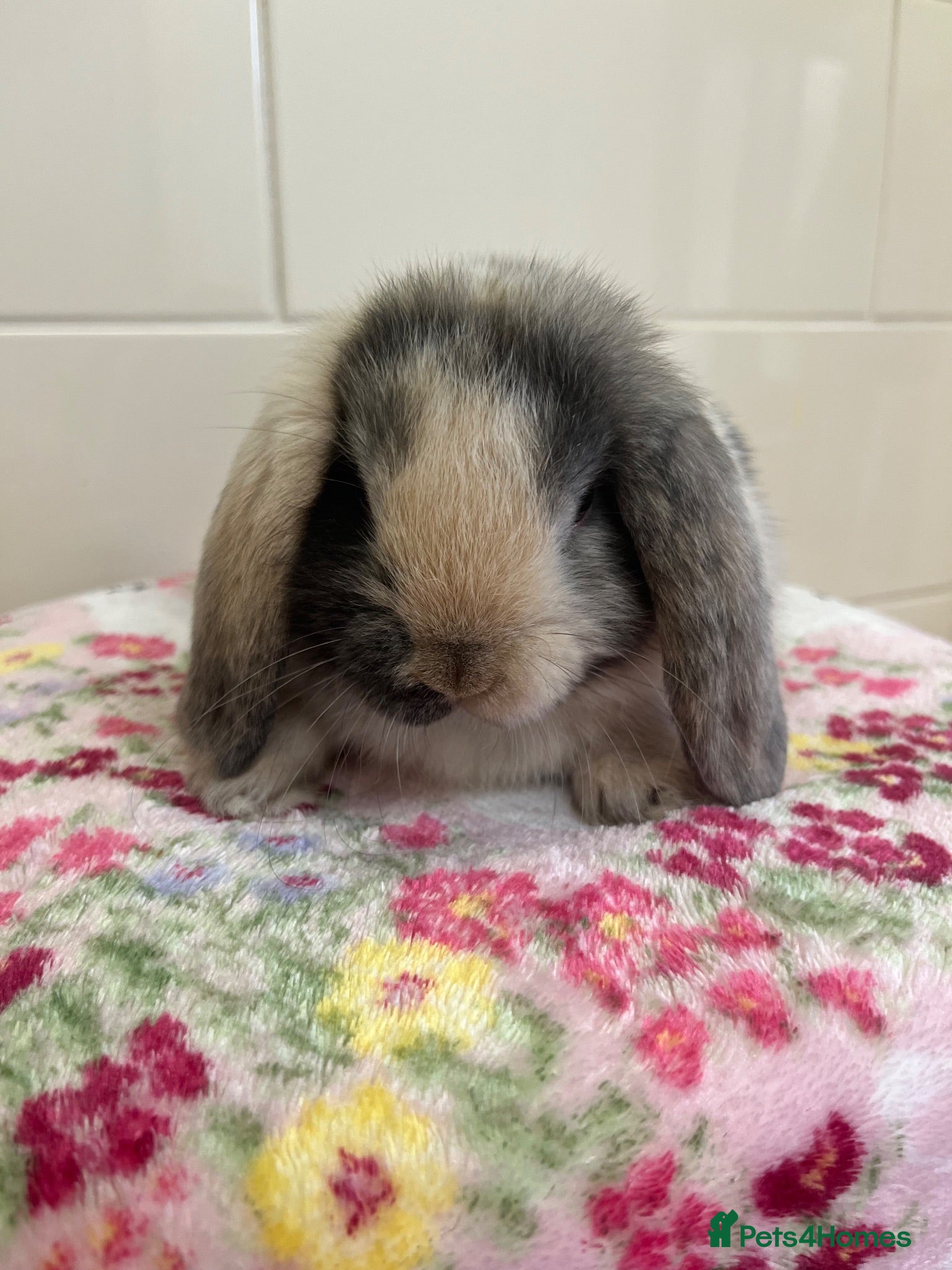 Mini Lop rabbits Beautiful litter of mini lops READY NOW  - Advert 1