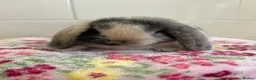 Mini Lop rabbits for sale: Beautiful litter of mini lops READY NOW  - Advert 1