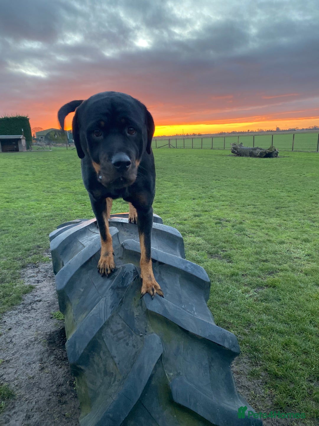 Rottweiler dogs for sale: 3 year old female Rottweiler  - Image 5