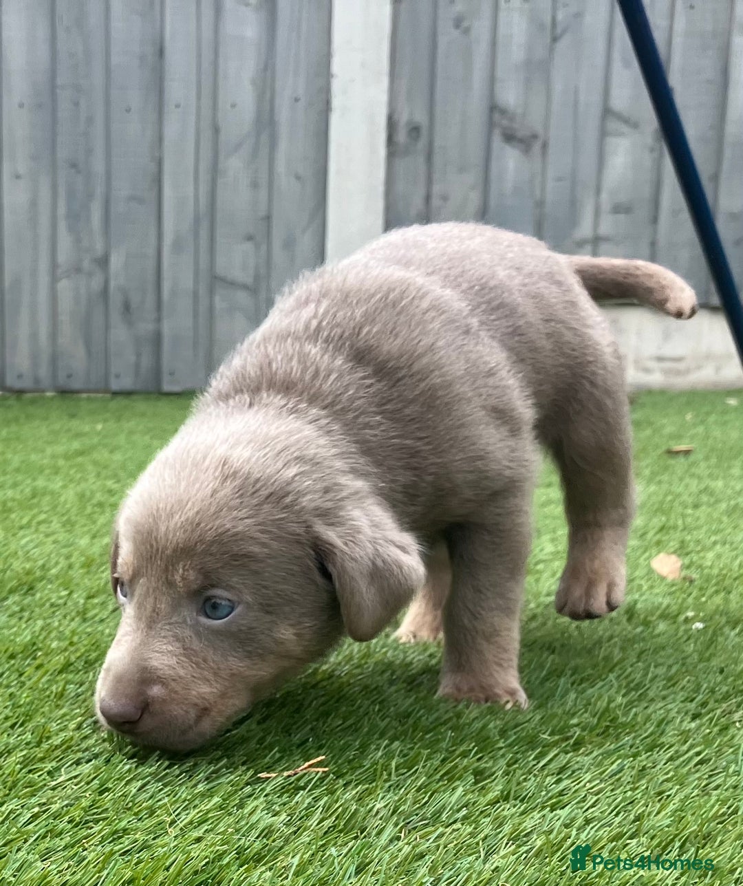 Labrador Retriever dogs for sale:  KC registered Silver and silver and tan labs  - Image 6