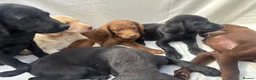 Labrador Retriever dogs for sale: Gorgeous Labrador puppies  - Advert 19