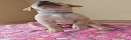 Labrador Retriever dogs for sale: Exceptional Home Raised Labrador Puppies in Nottingham - Advert 4
