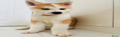 Japanese Akita Inu 3