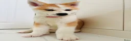 Japanese Akita Inu dogs for sale: Cute Japanese Akita puppies for the right home💜 - Advert 8