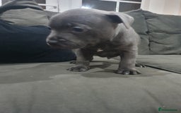 Staffordshire Bull Terrier dogs for sale: blue staffys - Image 6