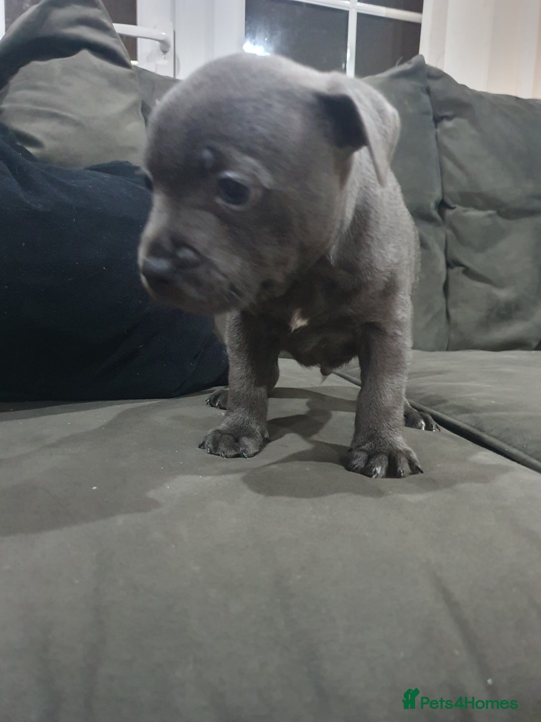 Staffordshire Bull Terrier dogs for sale: blue staffys - Image 6