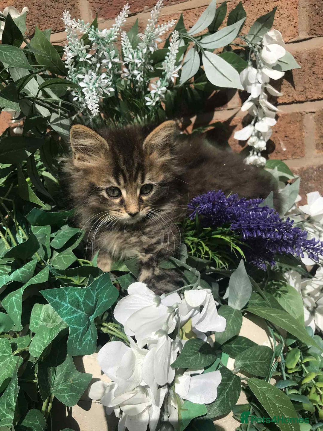 Maine Coon cats for sale: Maine coone kittens - Image 10