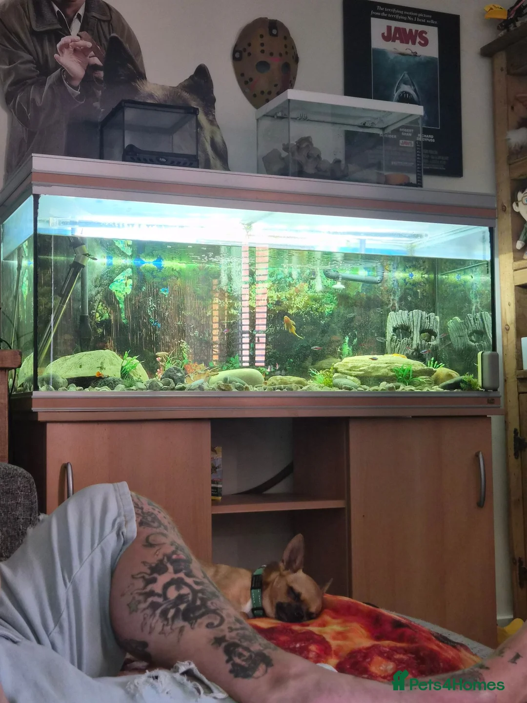 Other/Mixed Breed fish for sale: Established fish tank 5ft - Advert 1