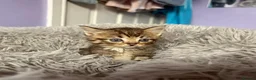 Mixed Breed cats for sale: Fluffy Kittens For Sale in Barry - Advert 8