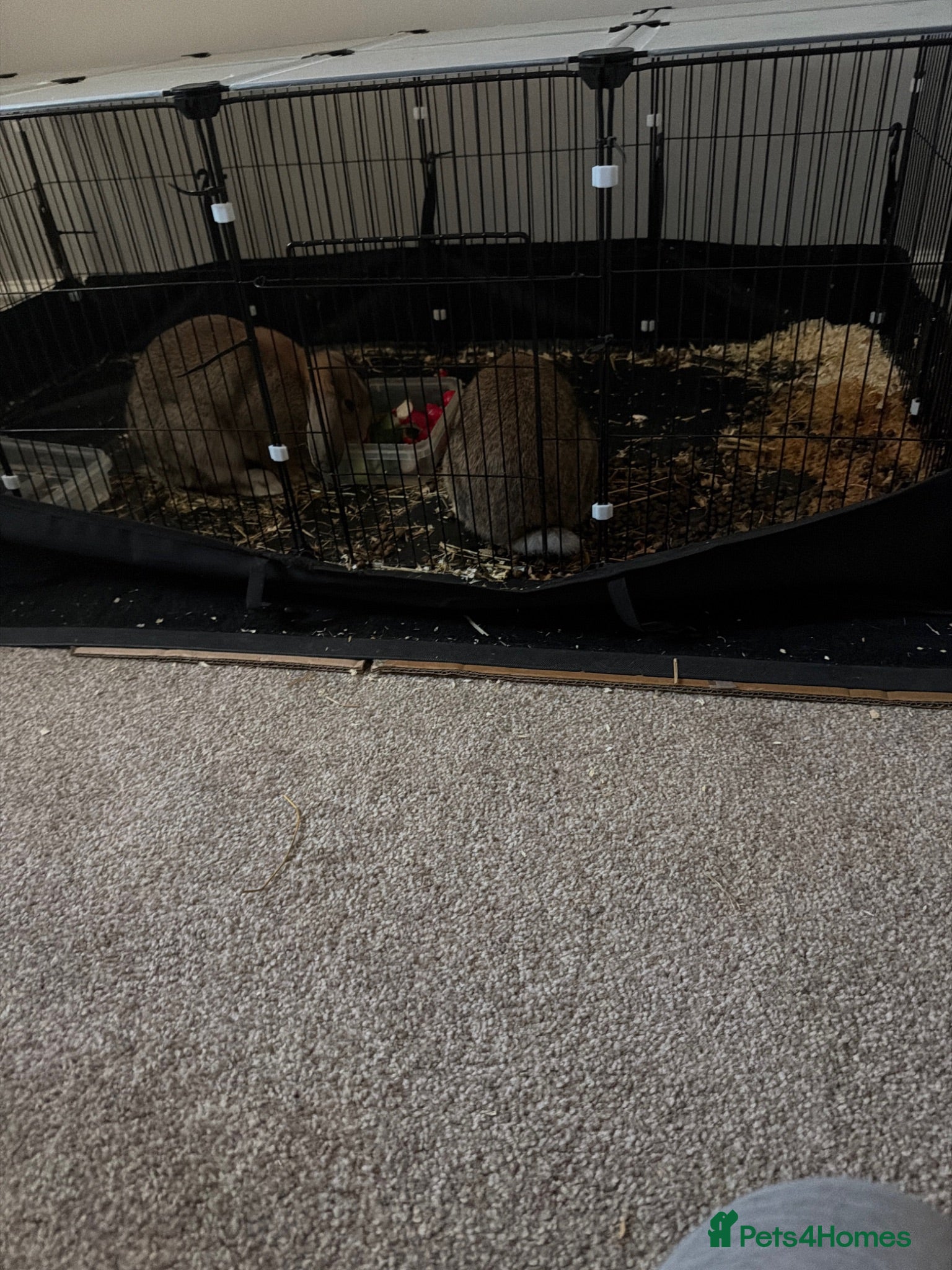 Mini Lop rabbits Bonded Pair of Lop Rabbits - Advert 3