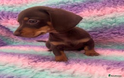 Miniature Dachshund dogs for sale: Miniature Dachshund Boys and Girls From £700 - Image 29