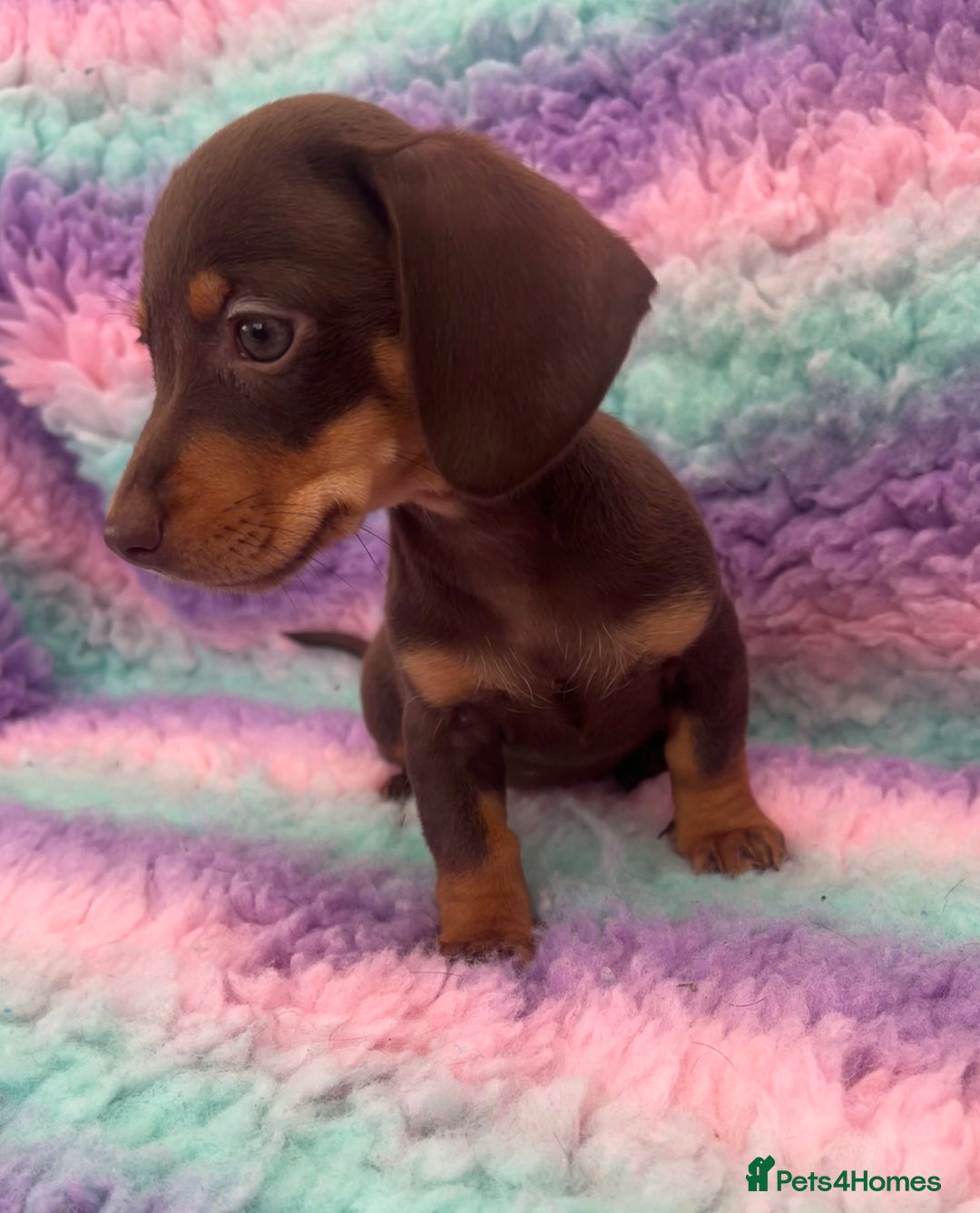 Miniature Dachshund dogs for sale: Miniature Dachshund Boys and Girls From £700 - Image 29