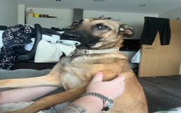 German Shepherd dogs for sale: Matilda  - Image 2