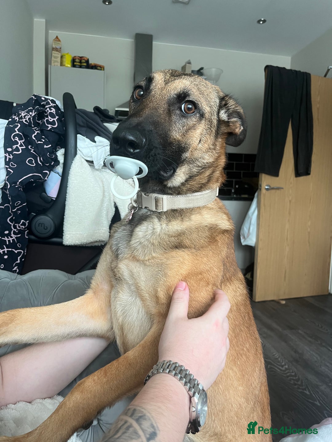 German Shepherd dogs for sale: Matilda  - Image 2