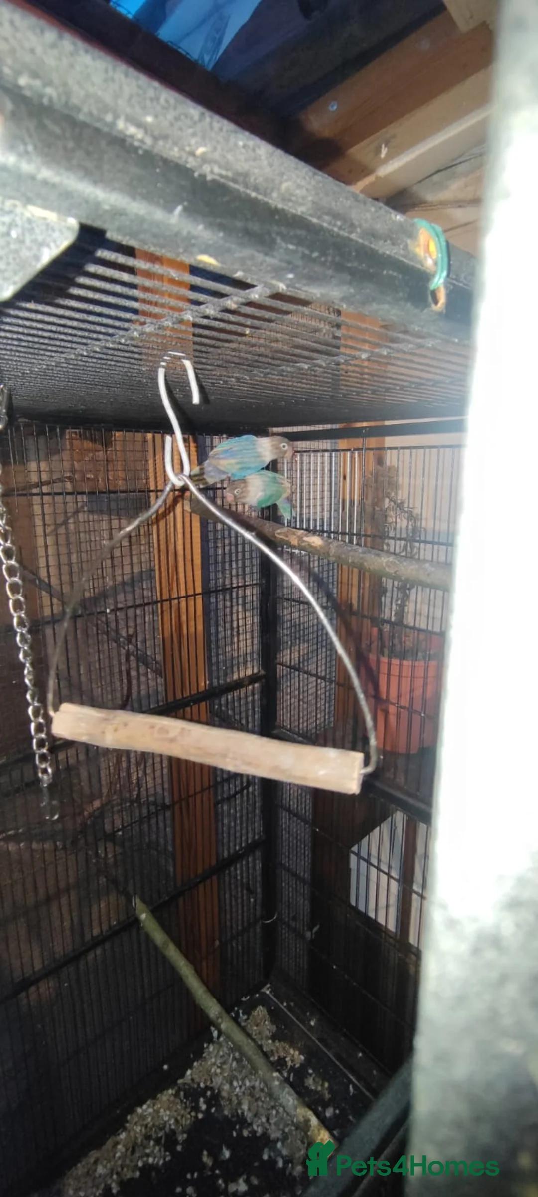 Lovebirds birds for sale: Love bird blue pair  - Advert 3