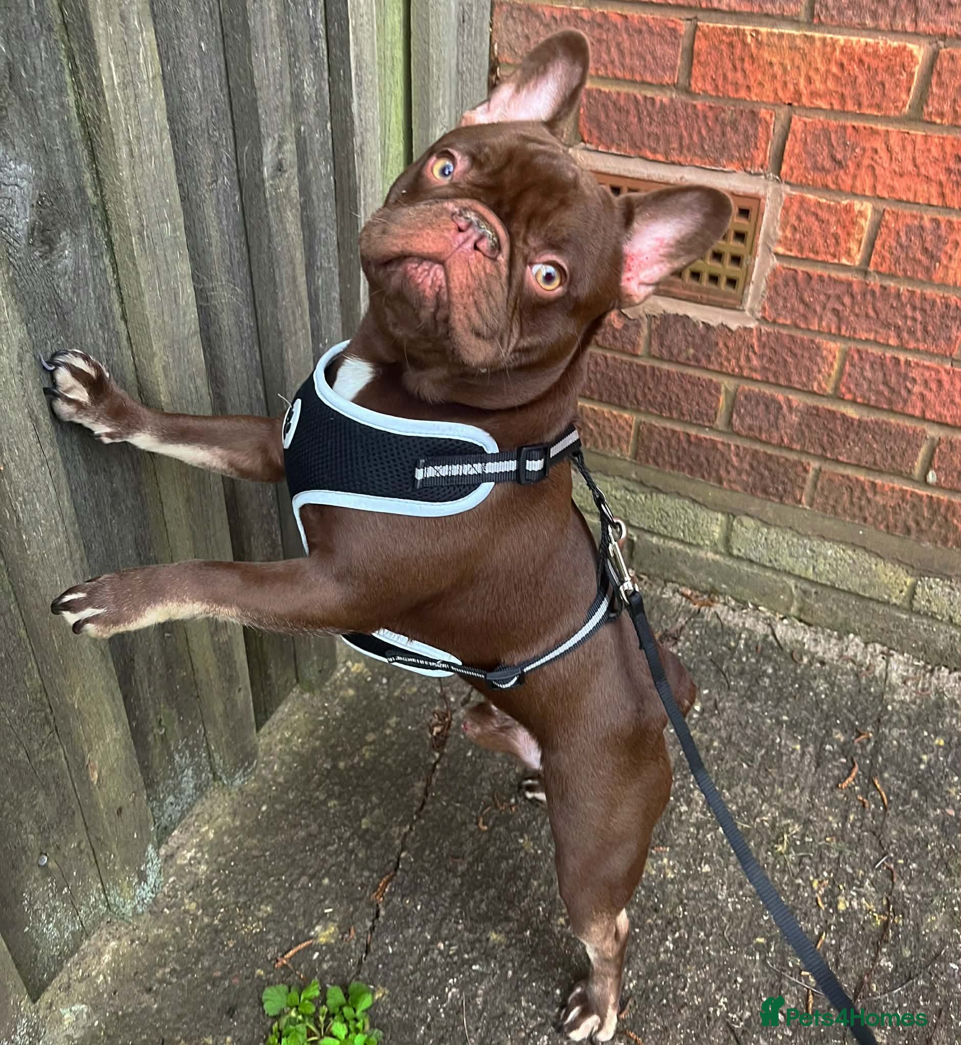 French Bulldog dogs Rolo the male Frenchie now available for stud - Advert 1