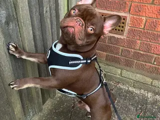 French Bulldog dogs Rolo the male Frenchie now available for stud - Advert 1