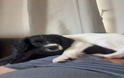 English Springer Spaniel dogs for sale: Liver and white English springer spaniel  - Image 3
