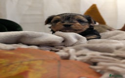 Yorkshire Terrier dogs for sale: 4 week old miniature Yorkshire terriers, 7 males  - Image 10