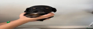 Cocker Spaniel 7