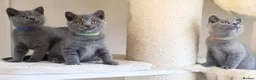 British Shorthair cats for sale: British shorthair blue kittens  - Advert 14