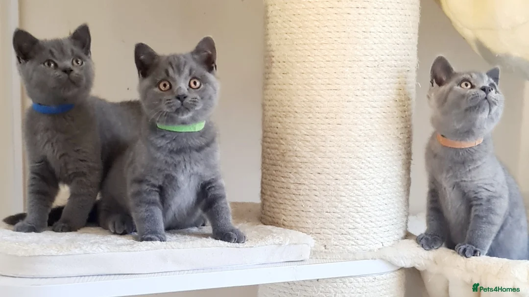 British Shorthair cats for sale: British shorthair blue kittens  - Advert 14
