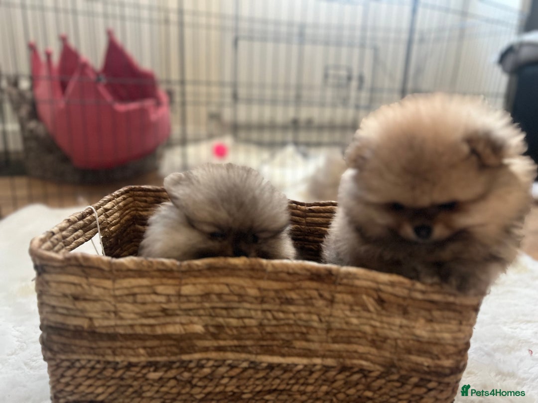 Pomeranian dogs for sale: Pomeranian 2 boy and 1 girl for sale KC reg - Image 12