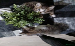 Mixed Breed cats for sale: Beautiful hand reared kittens  - Image 2