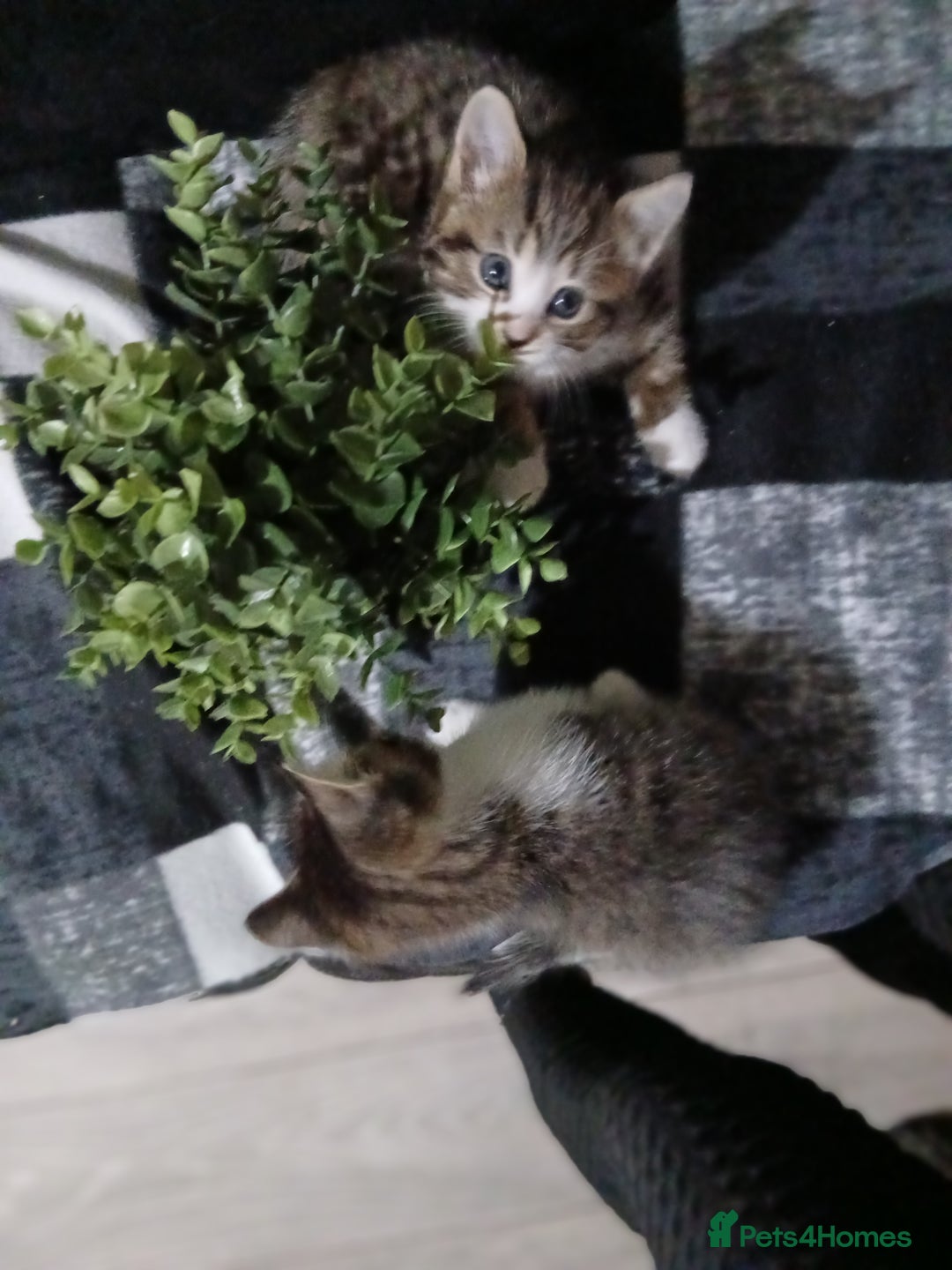 Mixed Breed cats for sale: Beautiful hand reared kittens  - Image 2
