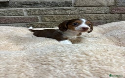 Miniature Dachshund dogs for sale: Pedigree long-haired miniature Dutch hounds - Image 7