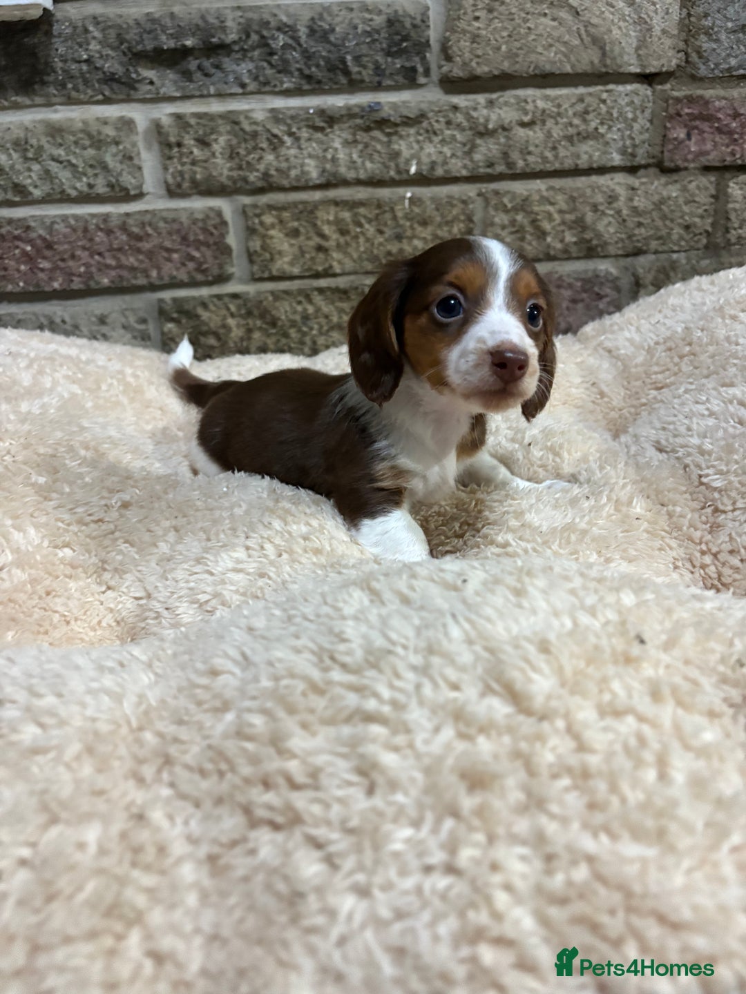 Miniature Dachshund dogs for sale: Pedigree long-haired miniature Dutch hounds - Image 7