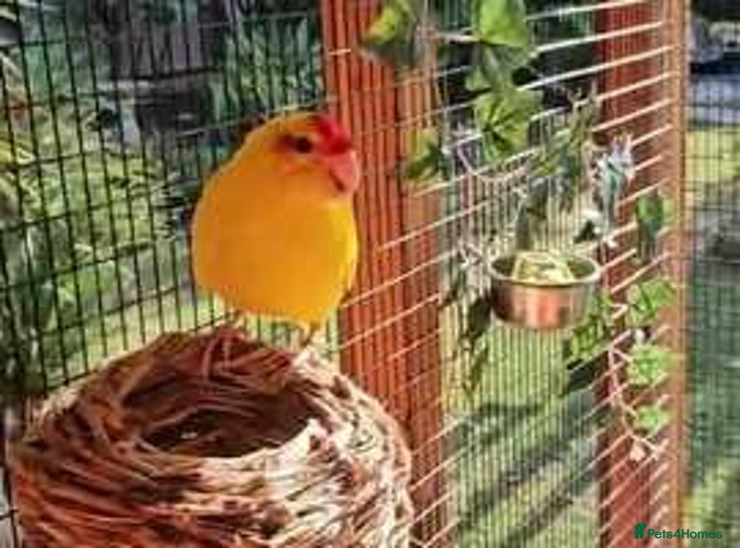 Parakeets birds for sale: Kakarikis for sale Mixed Colourings - Image 10