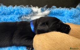 Labrador Retriever dogs for sale: Kennel Club Registered Labrador puppies  - Image 7