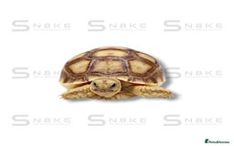 Tortoise reptiles for sale: SULCATA TORTOISES - Image 4