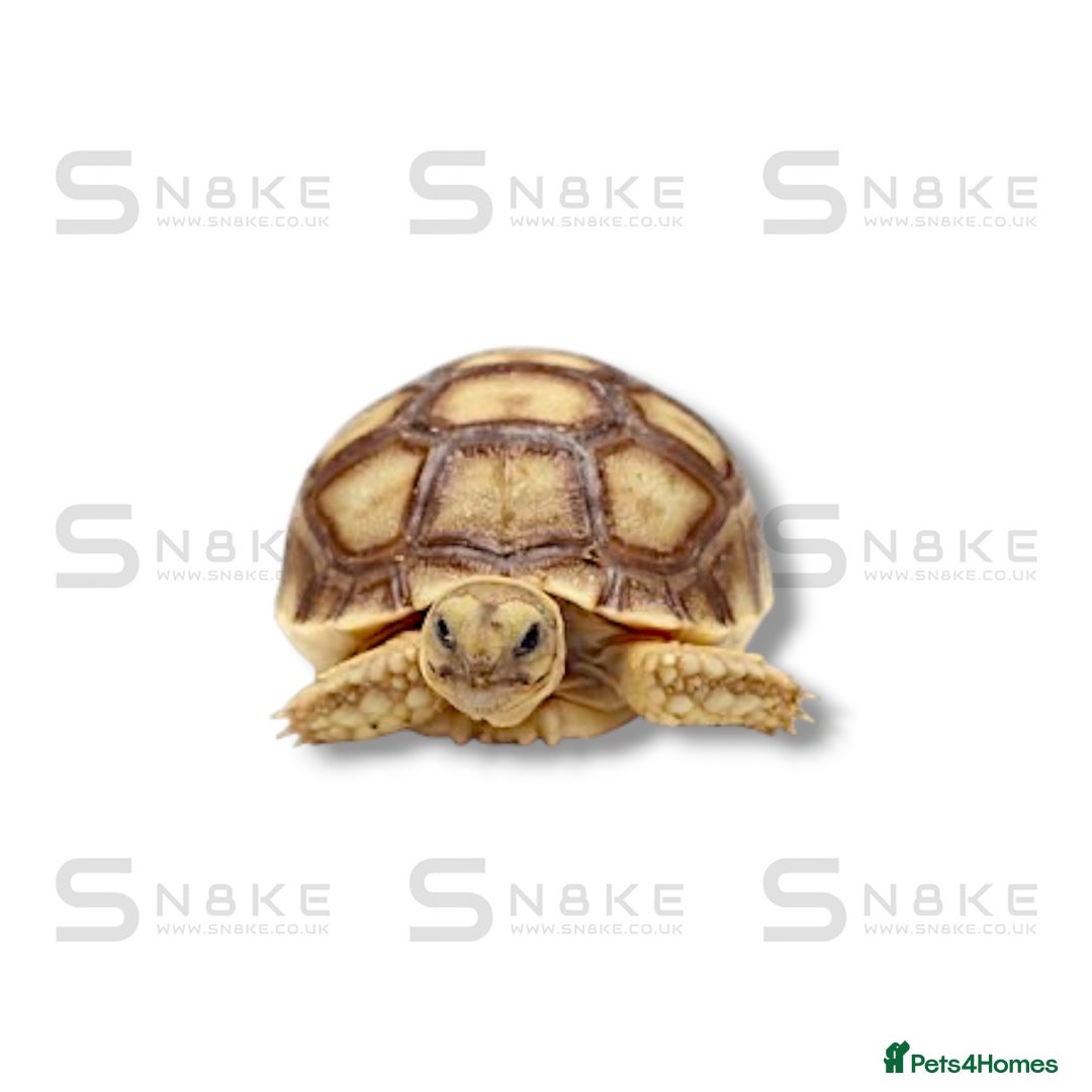 Tortoise reptiles for sale: SULCATA TORTOISES - Image 4