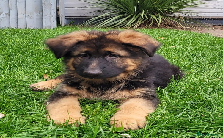 German Shepherd dogs - Advert 4