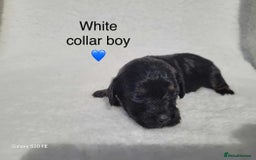 Cavapoo dogs for sale: Stunning litter of cavapoos - Image 33