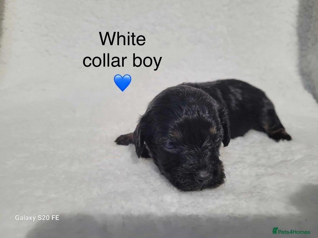 Cavapoo dogs for sale: Stunning litter of cavapoos - Image 33