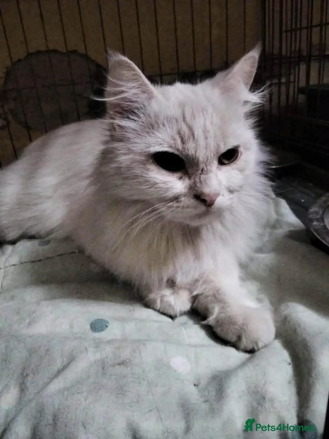 Mixed Breed cats for adoption: Sylvia seeks a loving home - Advert 2