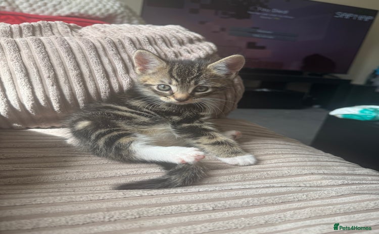 Mixed Breed cats - Advert 12