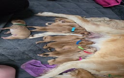 Golden Retriever dogs for sale: 9 Golden Retriever Pups - Image 8
