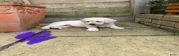 Labrador Retriever dogs for sale: Beautiful litter of Pedigree Yellow Labrador   - Advert 5