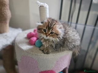 Scottish Fold cats Reduced💥Scottishfold tica kittens london - Advert 2