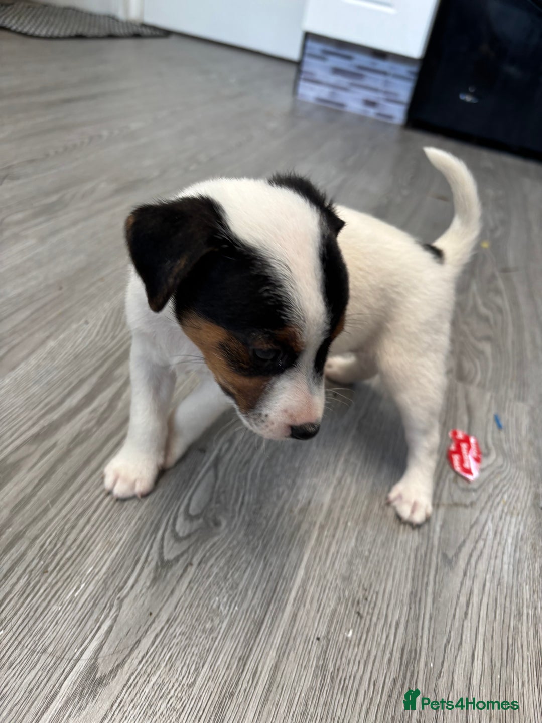 Jack Russell dogs for sale: 1 beautiful Jack Russell boy pup left   - Image 2